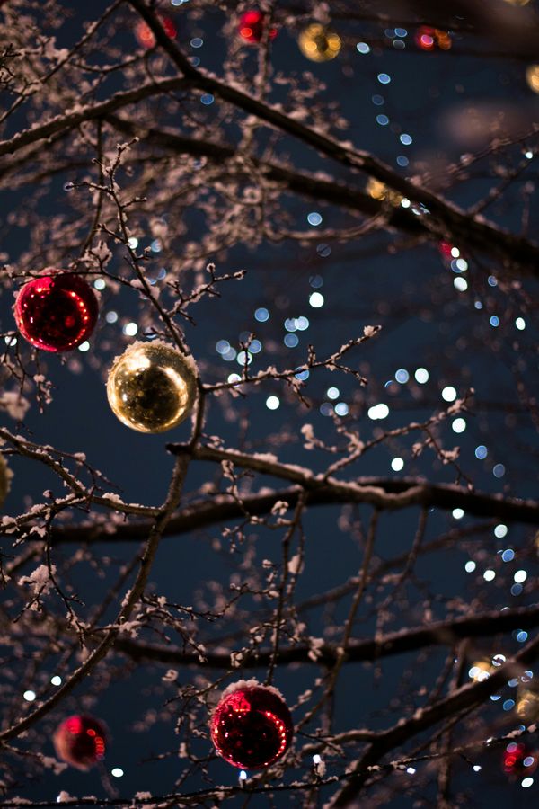 Image: Winter tree branches with red and gold ornaments and reflections of light.